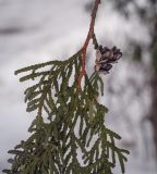 Thuja occidentalis. Веточка с шишками. Москва, ВДНХ, в культуре. 05.01.2022.