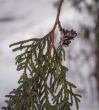 Thuja occidentalis