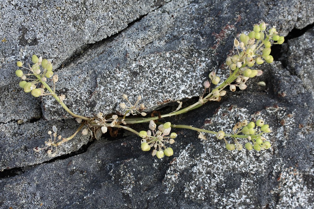 Изображение особи Cochlearia officinalis.