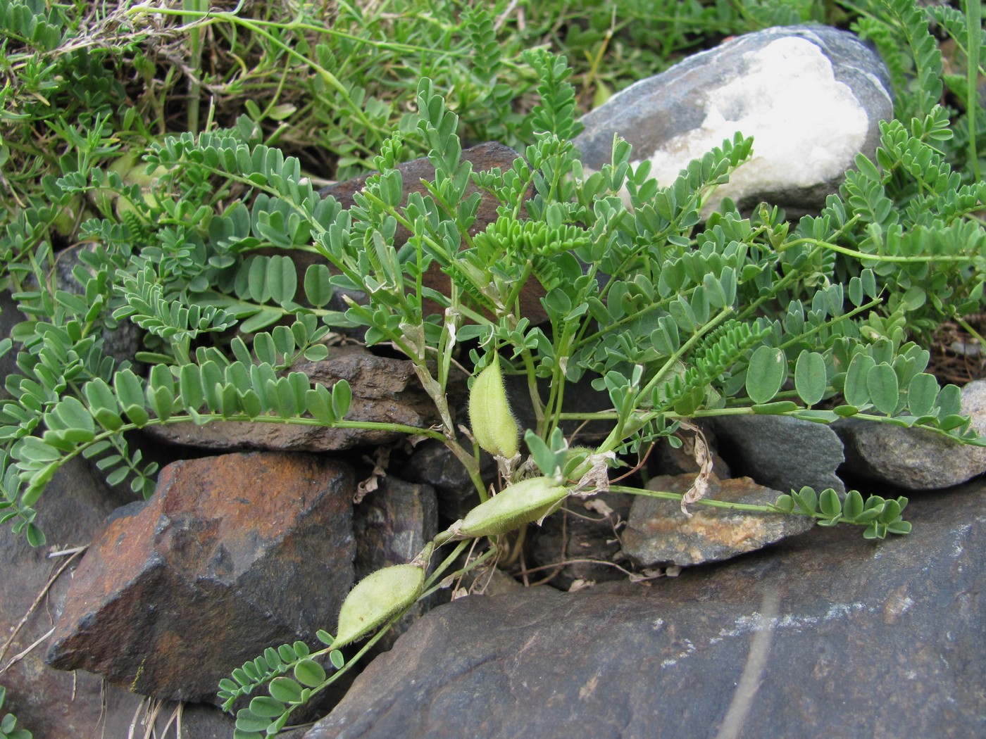 Изображение особи Astragalus kazbeki.