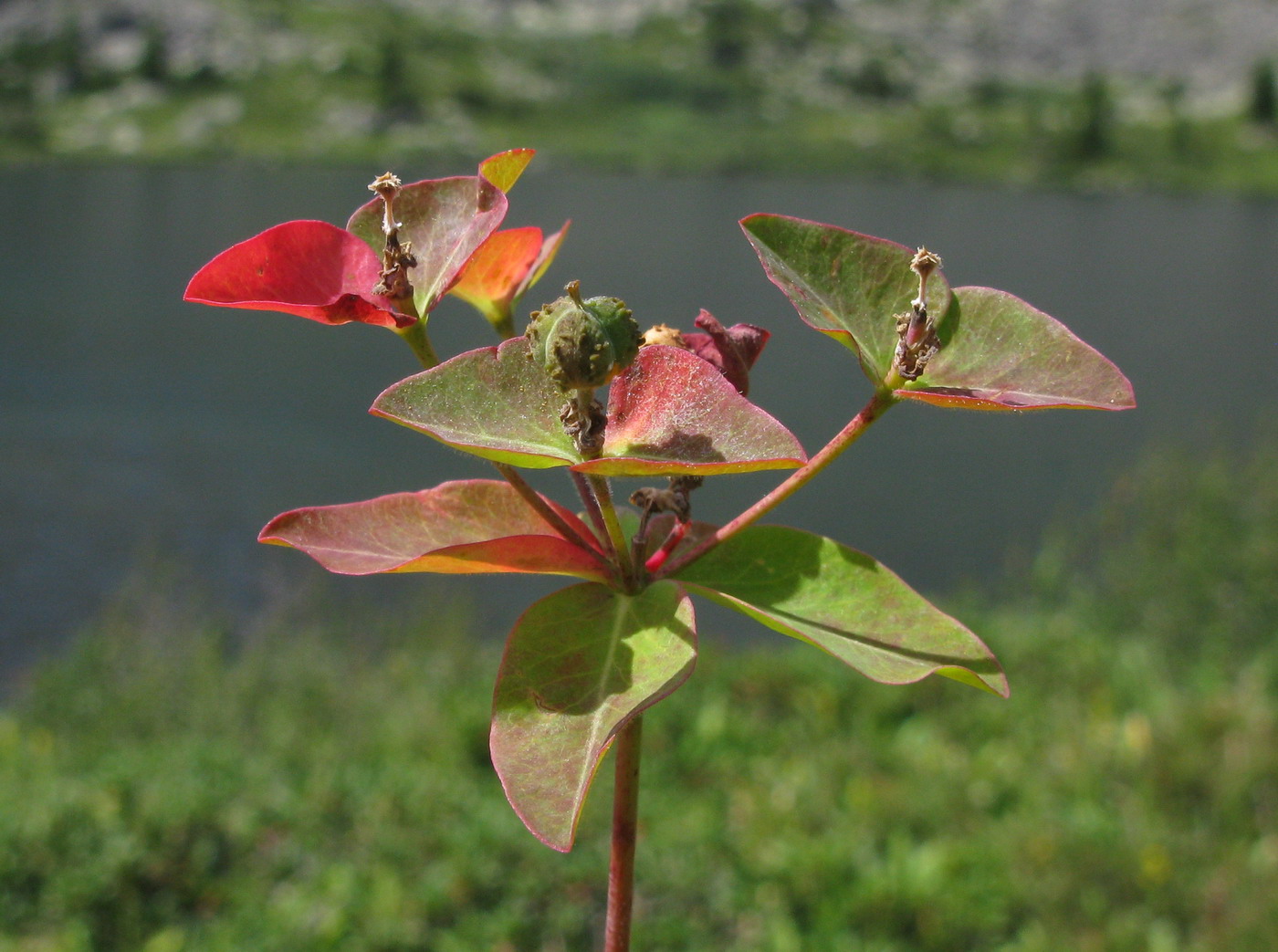 Изображение особи Euphorbia ambukensis.