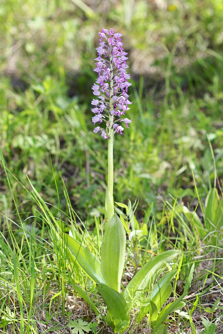 Изображение особи Orchis militaris.