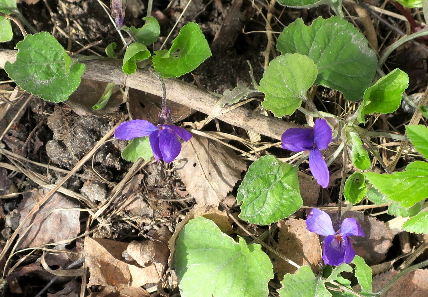 Image of Viola odorata specimen.