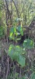 Phlomoides adylovii