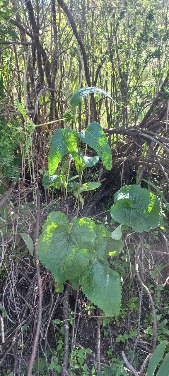 Изображение особи Phlomoides adylovii.