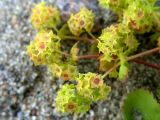 Alchemilla conglobata