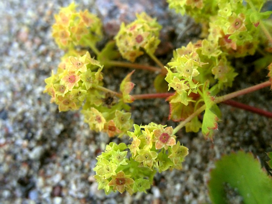 Изображение особи Alchemilla conglobata.