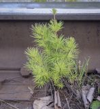 Larix sibirica