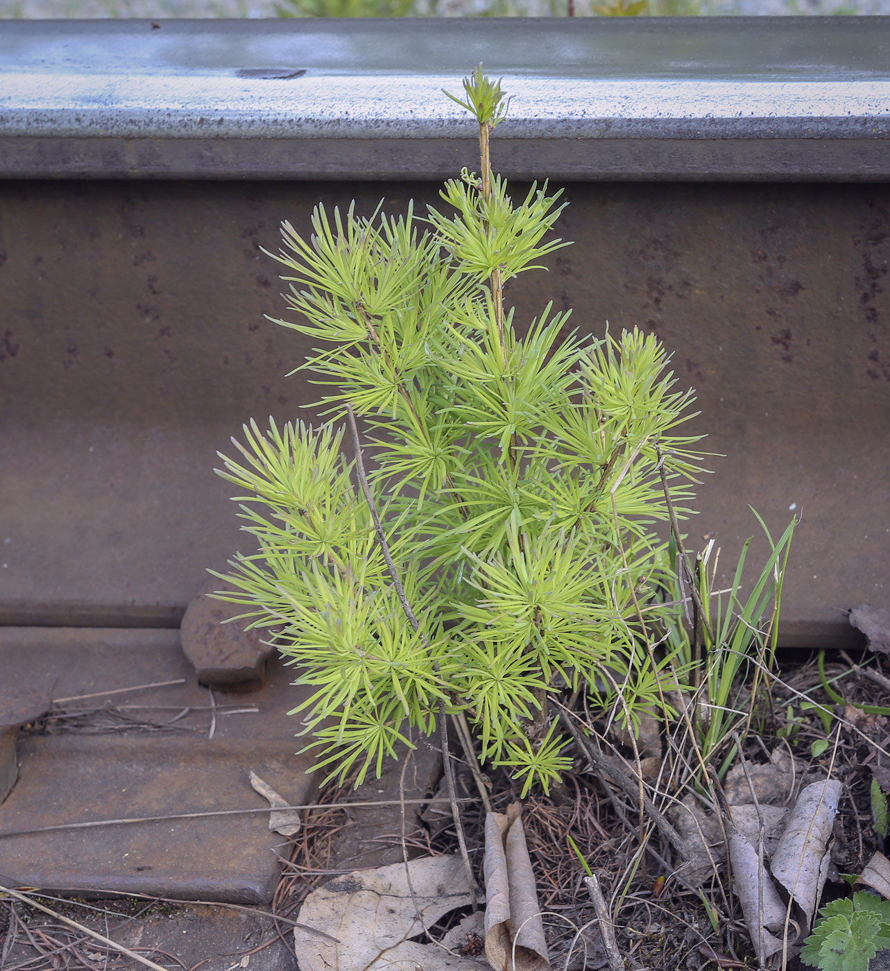 Изображение особи Larix sibirica.