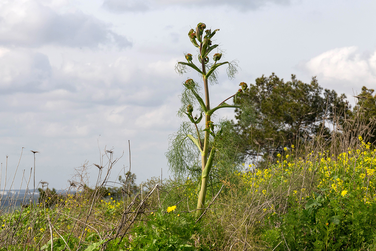 Изображение особи Ferula communis.