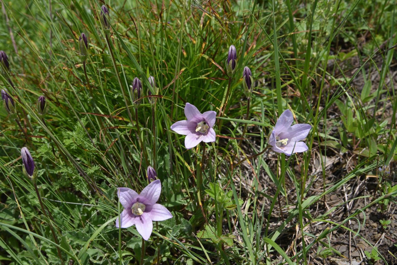 Изображение особи род Campanula.