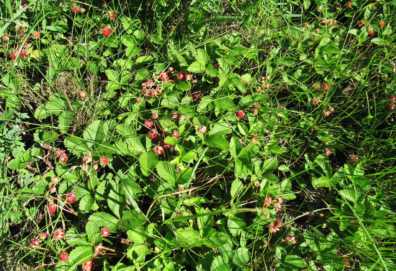 Изображение особи Fragaria viridis.