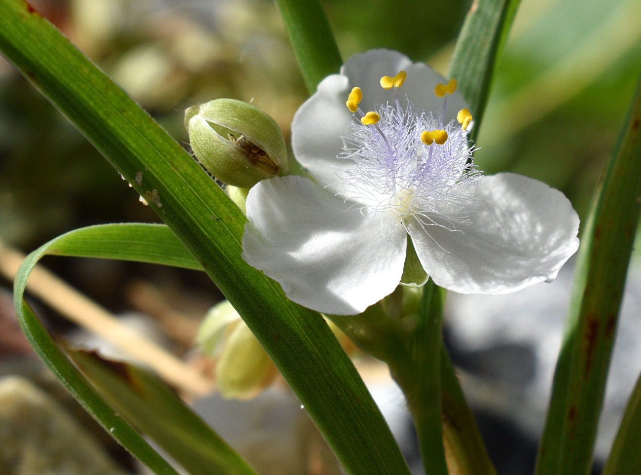 Изображение особи род Tradescantia.