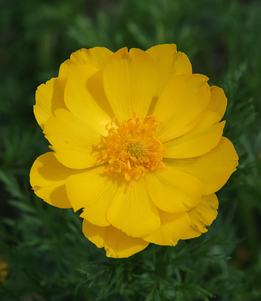 Image of genus Adonis specimen.