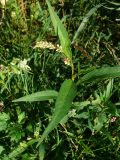 Смотреть изображение род Persicaria