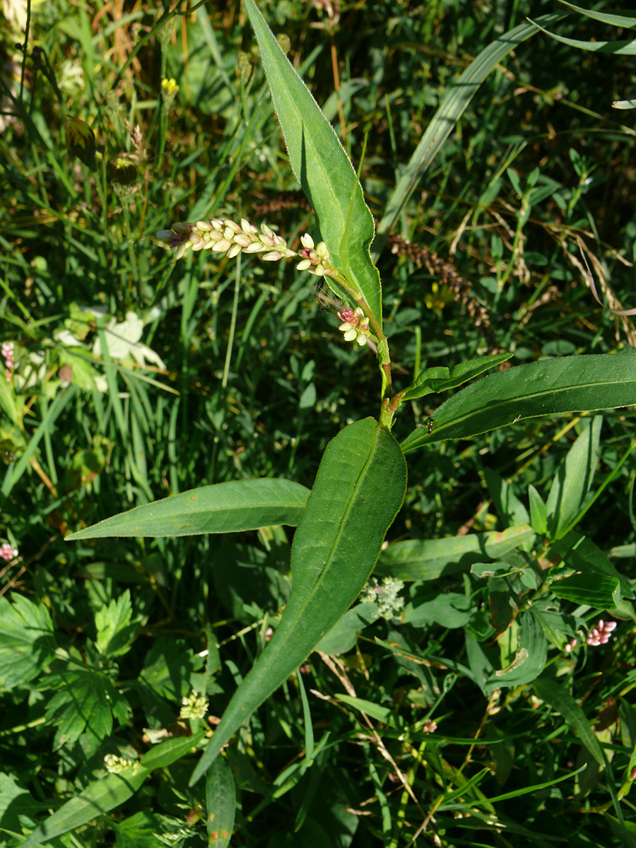 Изображение особи род Persicaria.