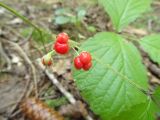 Rubus saxatilis