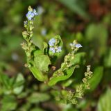 Veronica anagallis-aquatica. Верхушка цветущего растения. Республика Абхазия, р. Кяласур. 23.08.2009.