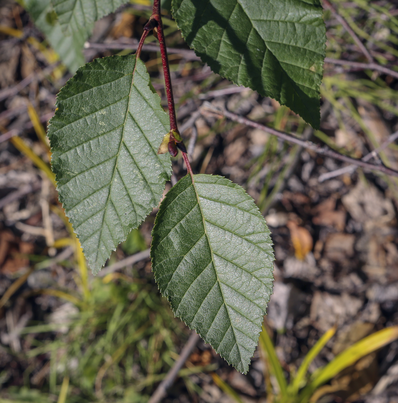 Изображение особи Duschekia fruticosa.