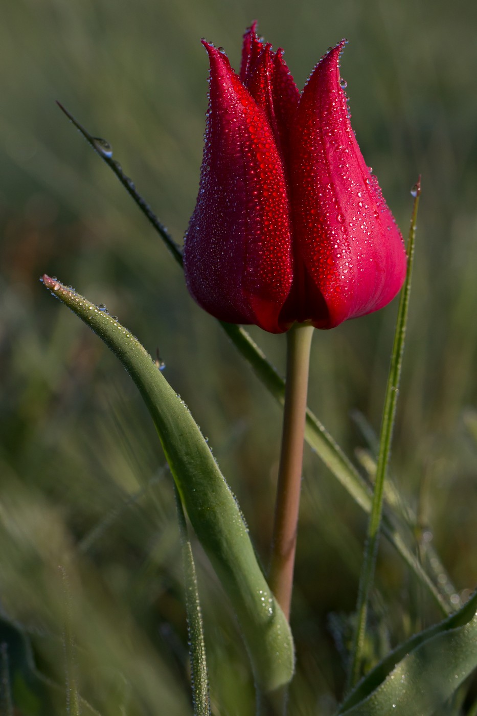 Image of Tulipa suaveolens specimen.