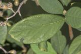 род Cotoneaster
