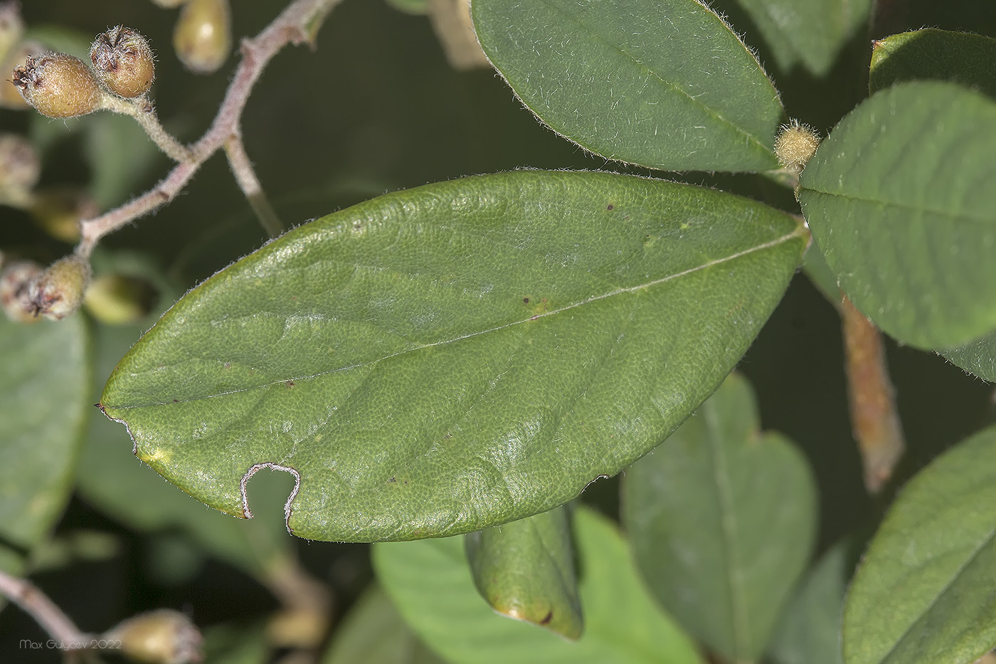 Изображение особи род Cotoneaster.