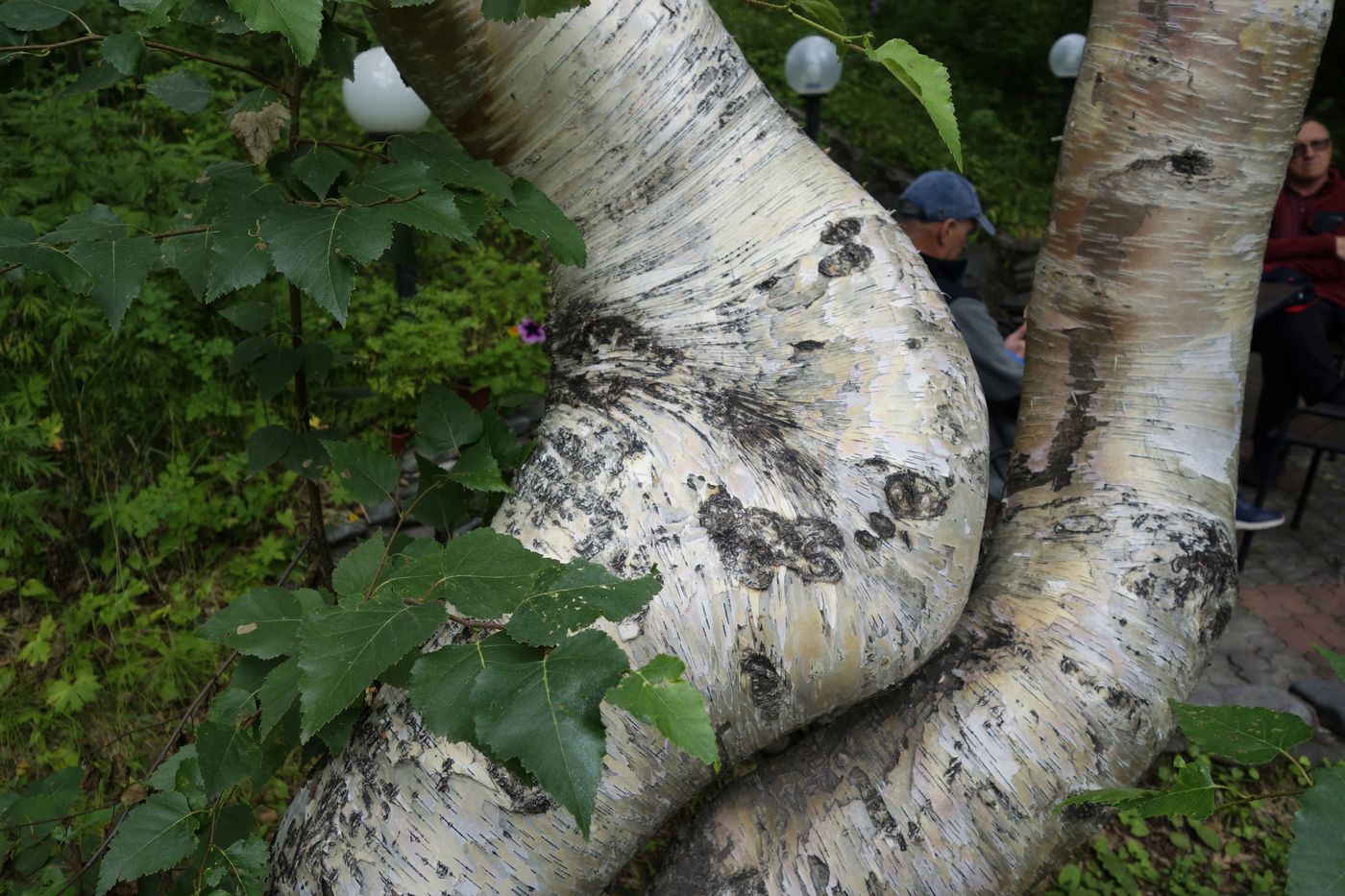 Image of Betula ermanii specimen.