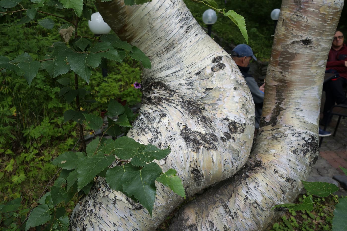 Изображение особи Betula ermanii.