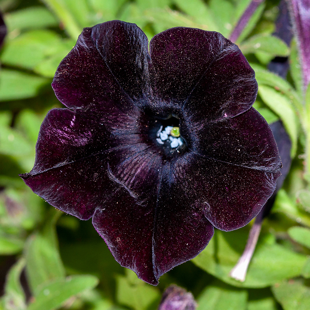 Image of Petunia &times; hybrida specimen.