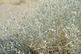 Astragalus cognatus