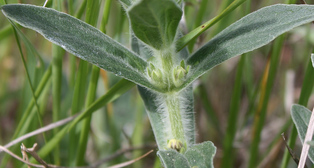 Image of Ajuga laxmannii specimen.