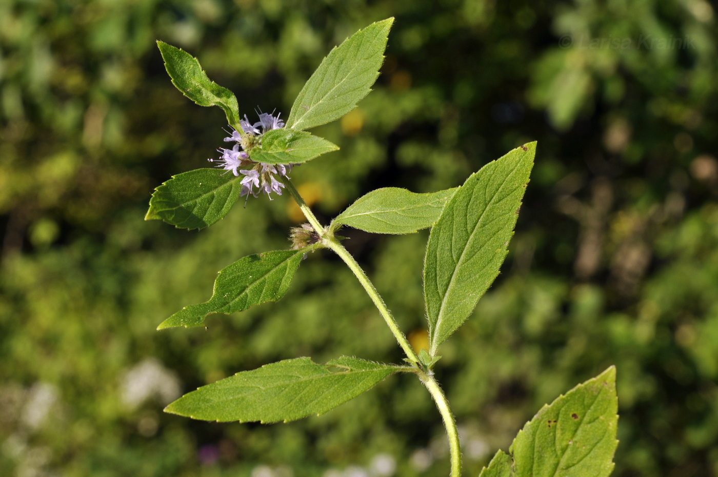 Изображение особи Mentha canadensis.