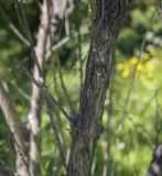 Lonicera tatarica. Часть поросшего лишайниками ствола с основаниями скелетных ветвей. Ярославская обл., г. Переславль-Залесский, дендрологический парк им. С. Ф. Харитонова, в культуре. 12.06.2022.