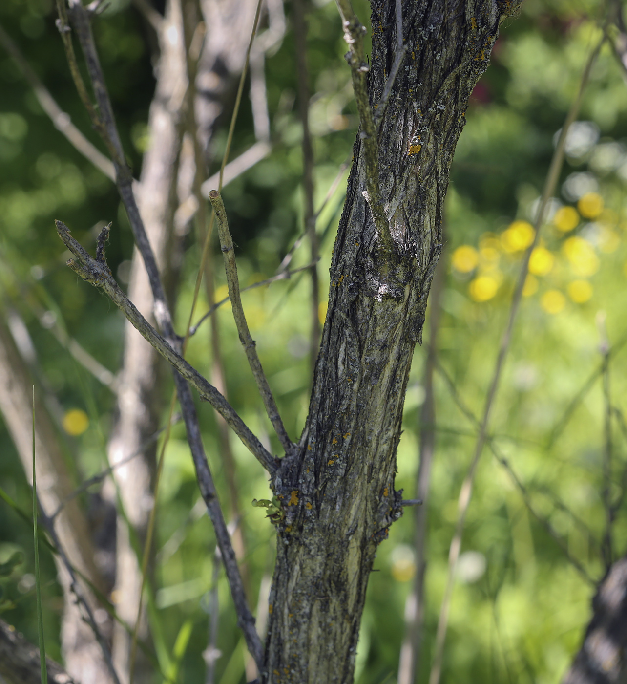 Image of Lonicera tatarica specimen.