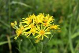 Senecio paludosus. Соцветия с язычковыми и трубчатыми цветками. Санкт-Петербург, Приморский р-н напротив ж.-д. ст. «Морская», берег Финского залива. 29.07.2022.