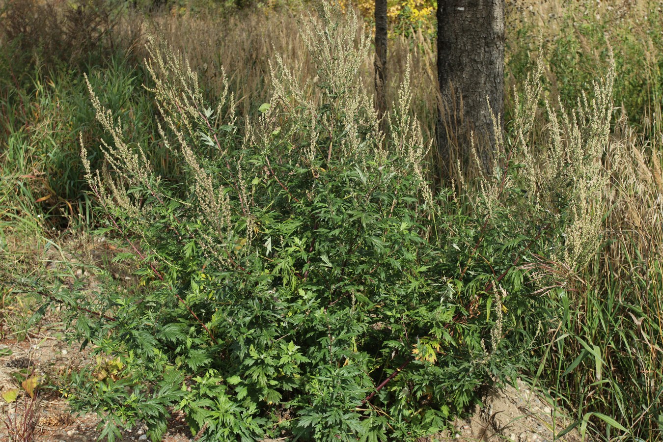 Изображение особи Artemisia vulgaris.