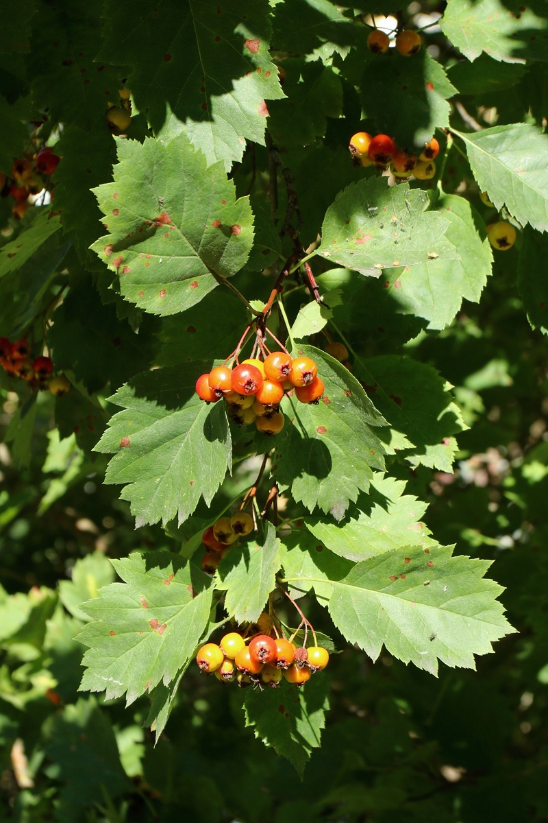 Изображение особи род Crataegus.