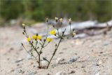 genus Hieracium. Цветущее растение с повреждёнными побегами на песчаном пляже. Карелия, восточный берег оз. Топозеро. 28.07.2021.