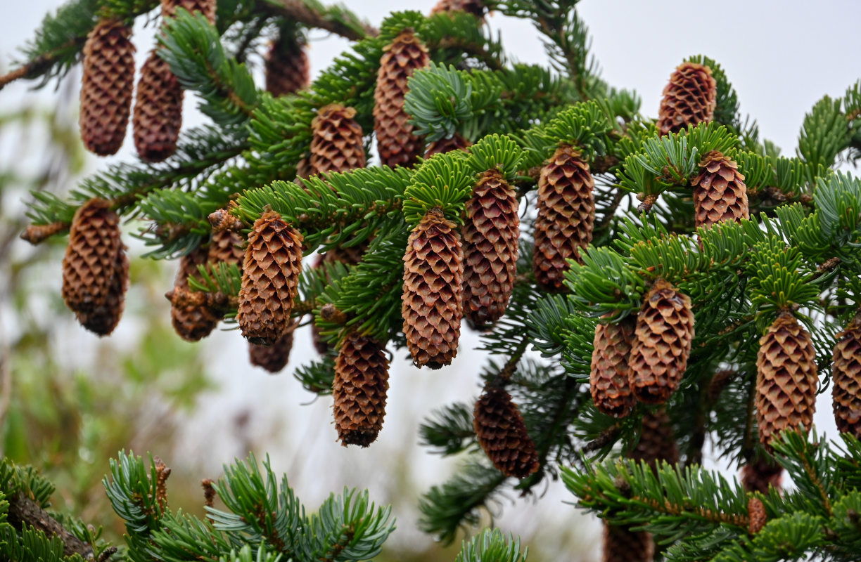 Изображение особи Picea ajanensis.