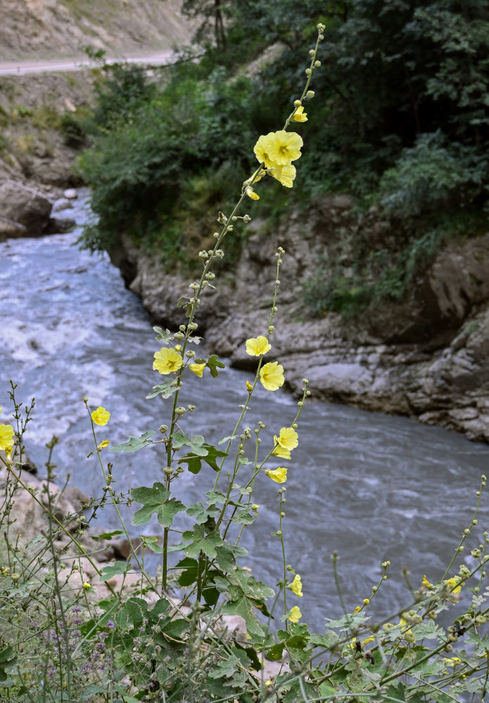 Image of Alcea rugosa specimen.