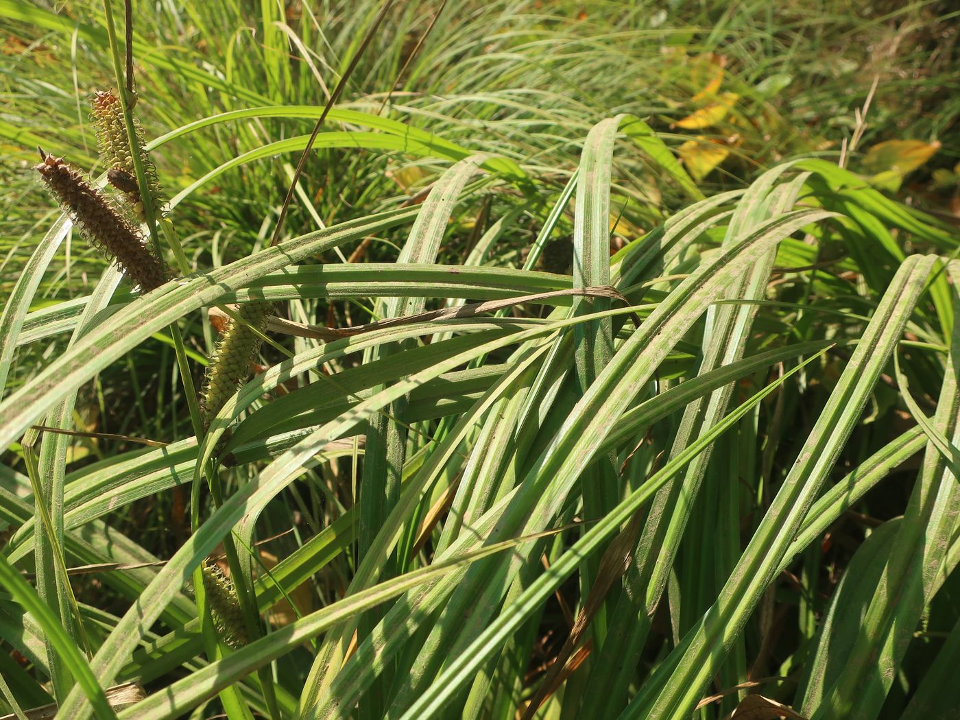 Изображение особи Carex rhynchophysa.
