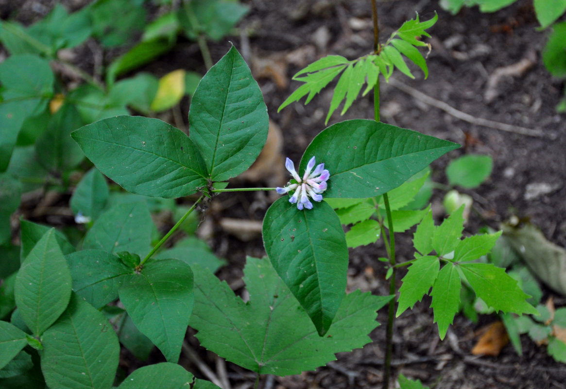 Image of Vicia ohwiana specimen.