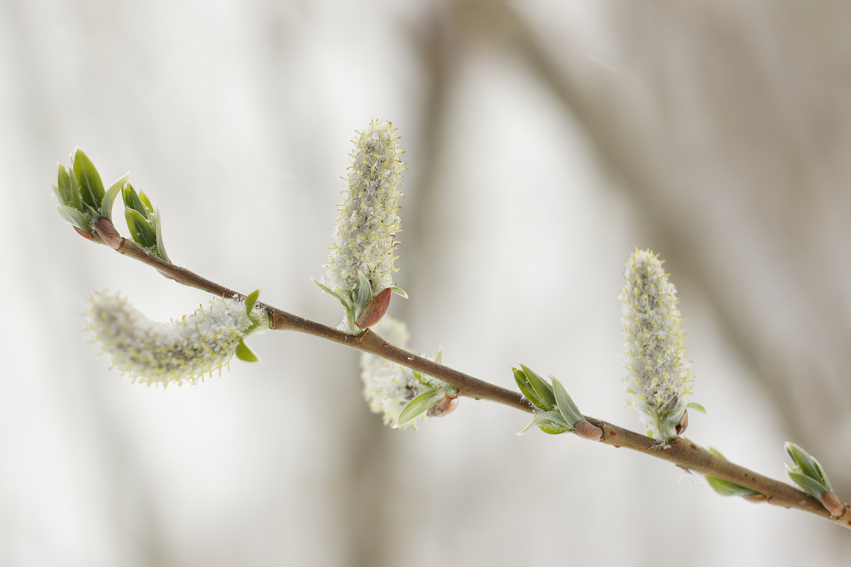 Изображение особи Salix gmelinii.