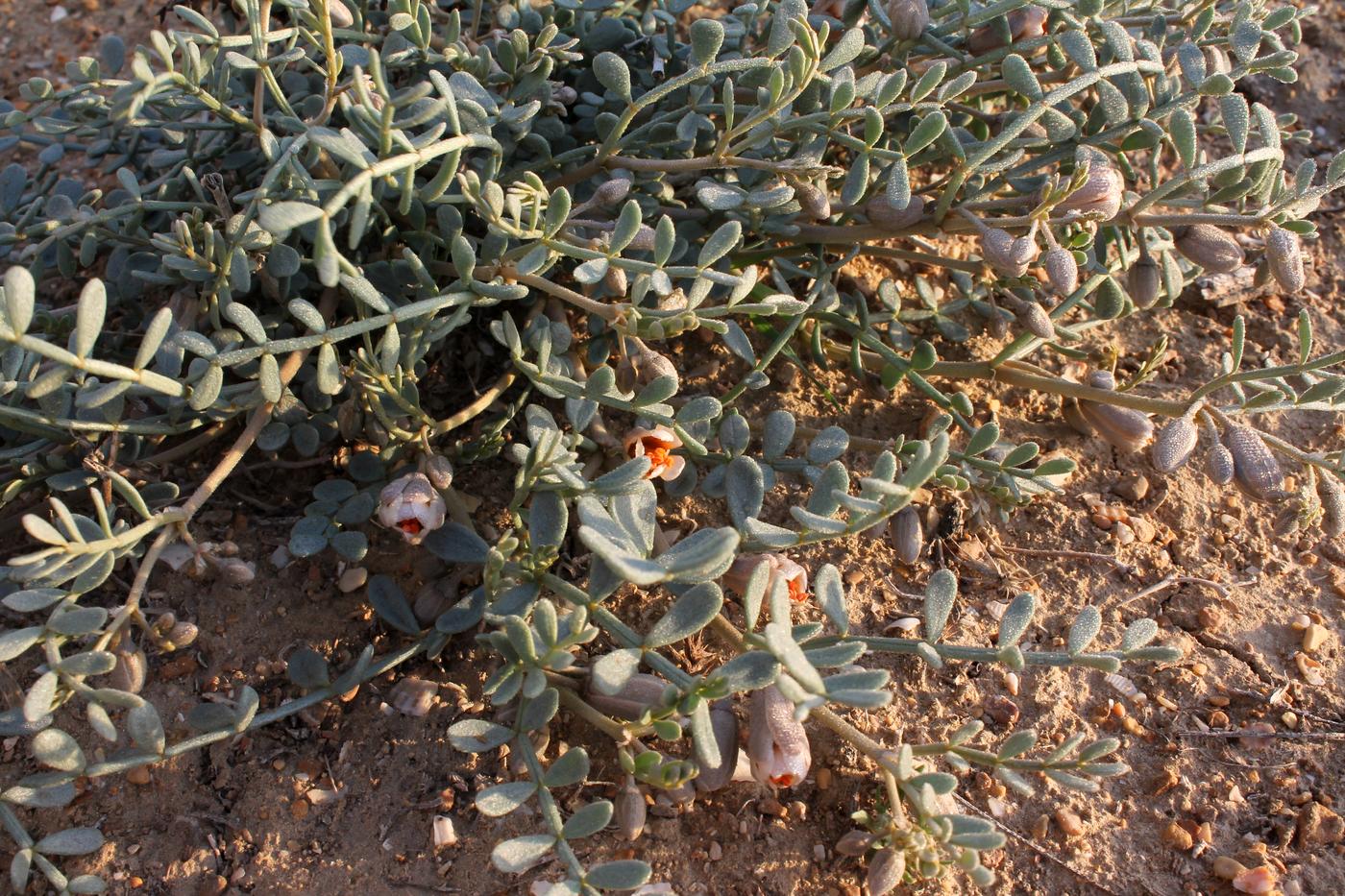 Изображение особи Zygophyllum pinnatum.