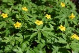 Anemone ranunculoides. Цветущие растения; некоторые листья поражены ржавчинным(?) грибом. Москва, Лесная опытная дача РГАУ-МСХА им. К. А. Тимирязева, широколиственный лес. 28 апреля 2023 г.