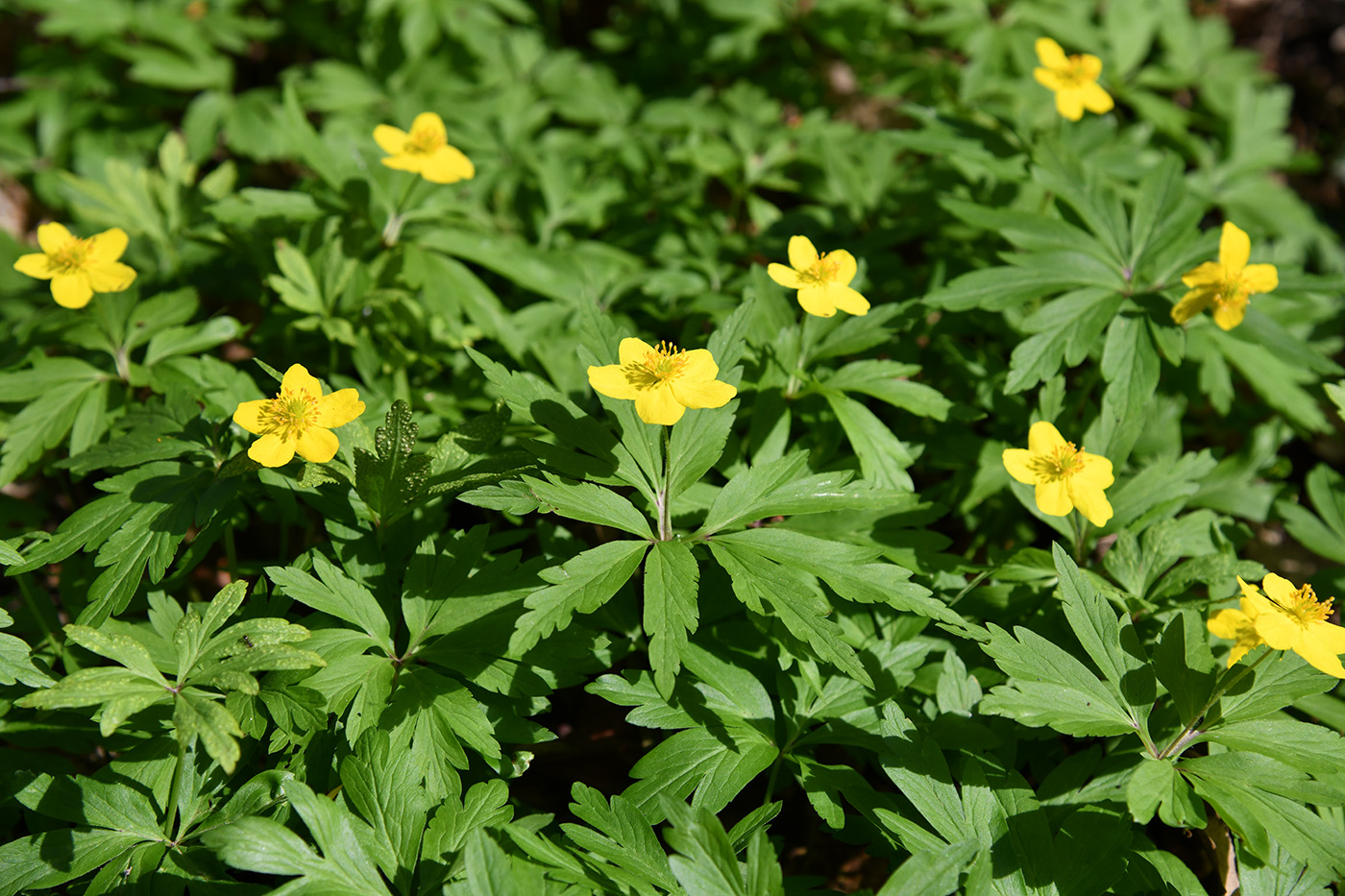 Image of Anemone ranunculoides specimen.