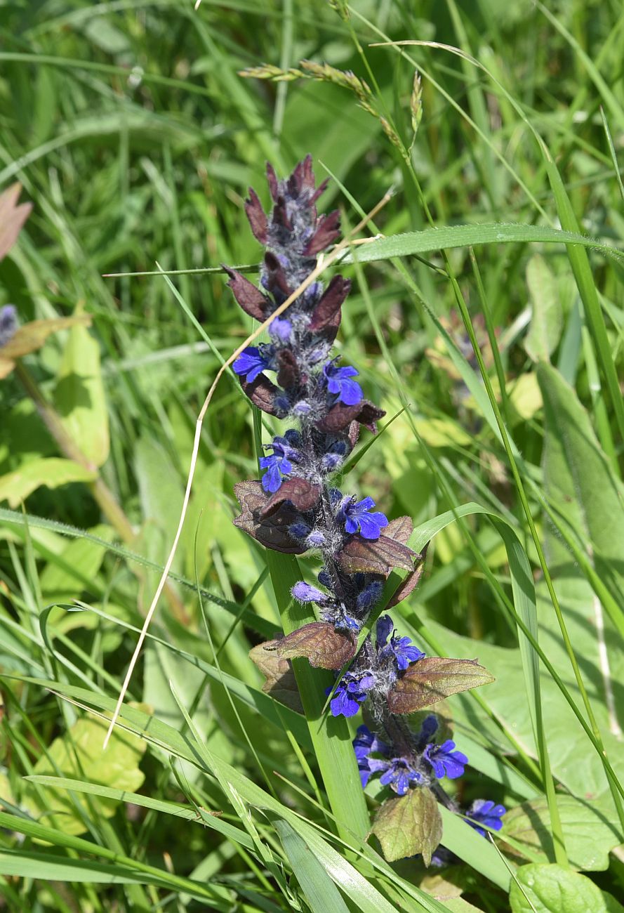 Image of Ajuga genevensis specimen.