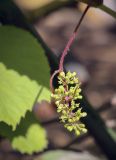 Vitis amurensis. Женское соцветие. Пермский край, г. Пермь, Кировский р-н, кладбище \"Закамское\", в культуре. 09.06.2023.