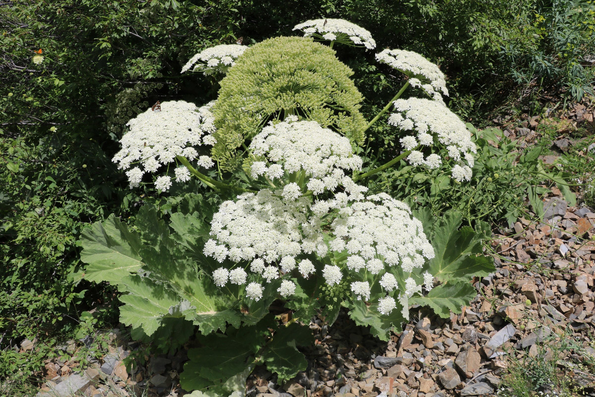 Изображение особи род Heracleum.
