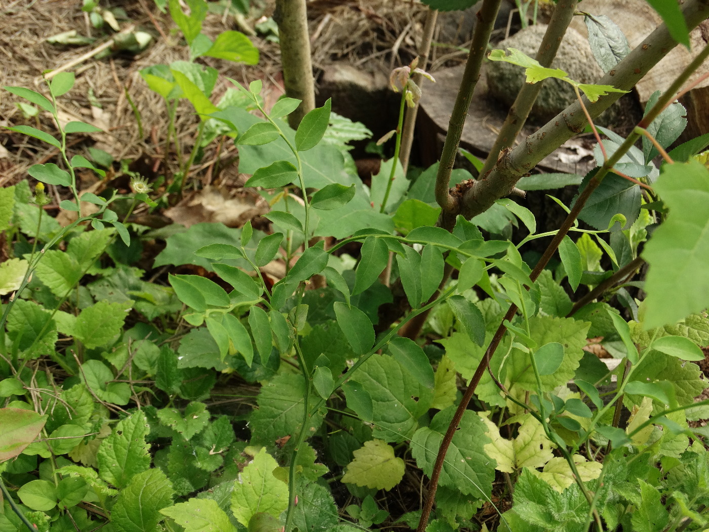 Image of Vaccinium parvifolium specimen.